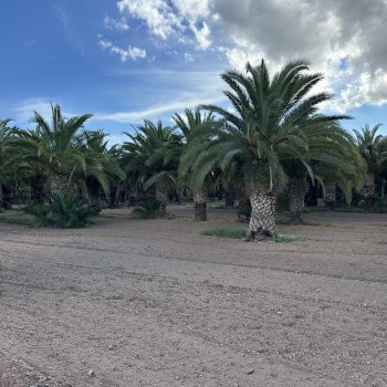 Phoenix canariensis (Datľovník kanársky) - kont. C130L, výška 170-200 cm ( -6°C) - EXEMPLÁR